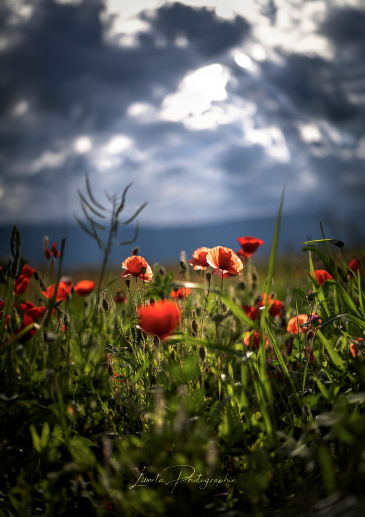 Coquelicots
